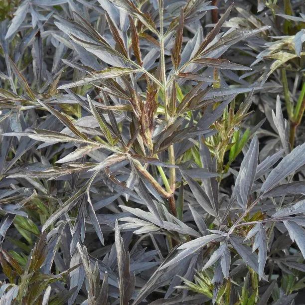 Black Lace Elder Plants (Sambucus nigra Black Lace) 1